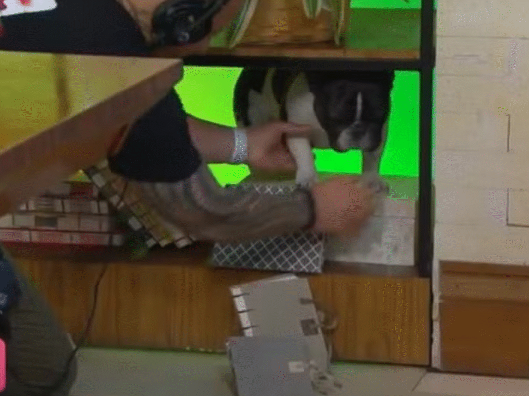 Momento fofura! Cachorrinha de Ana Maria Braga precisa ser resgatada ao vivo no programa