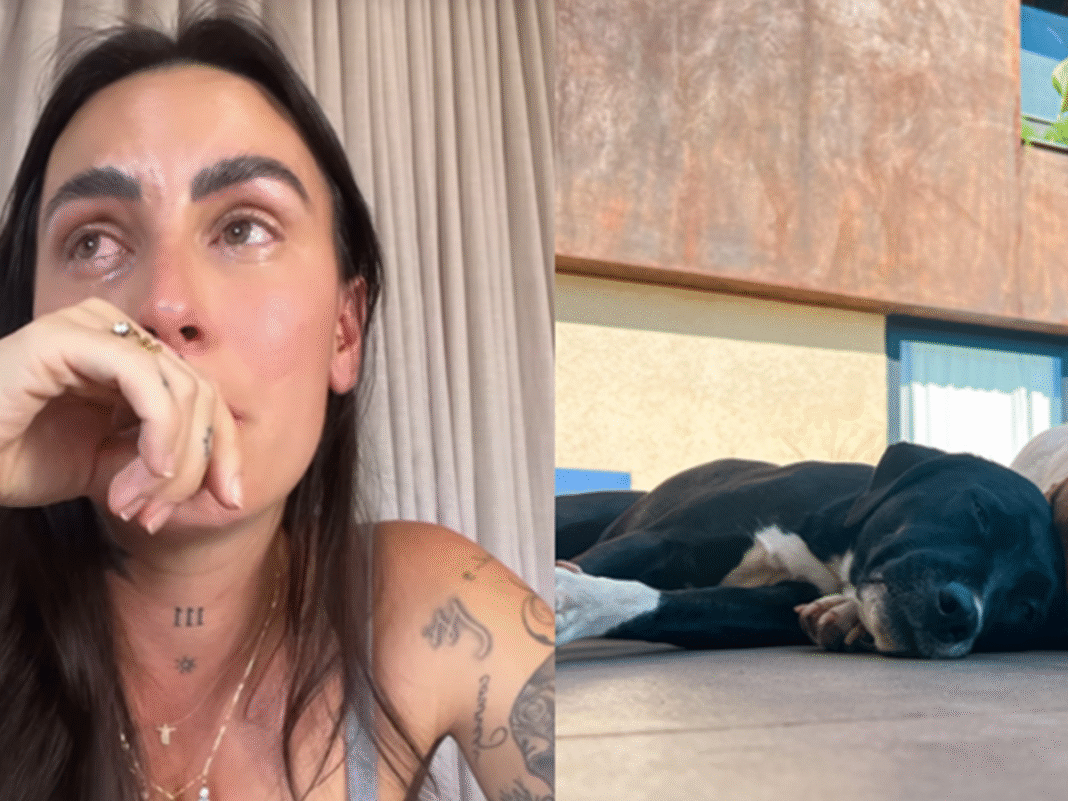 Clara, esposa de André Coelho, explica decisão sobre os cachorros do casal