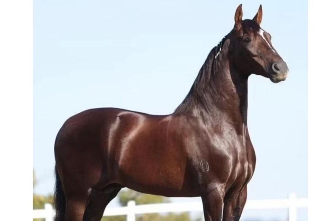 Cavalo de 12 milhões morre por conta de erro na ração