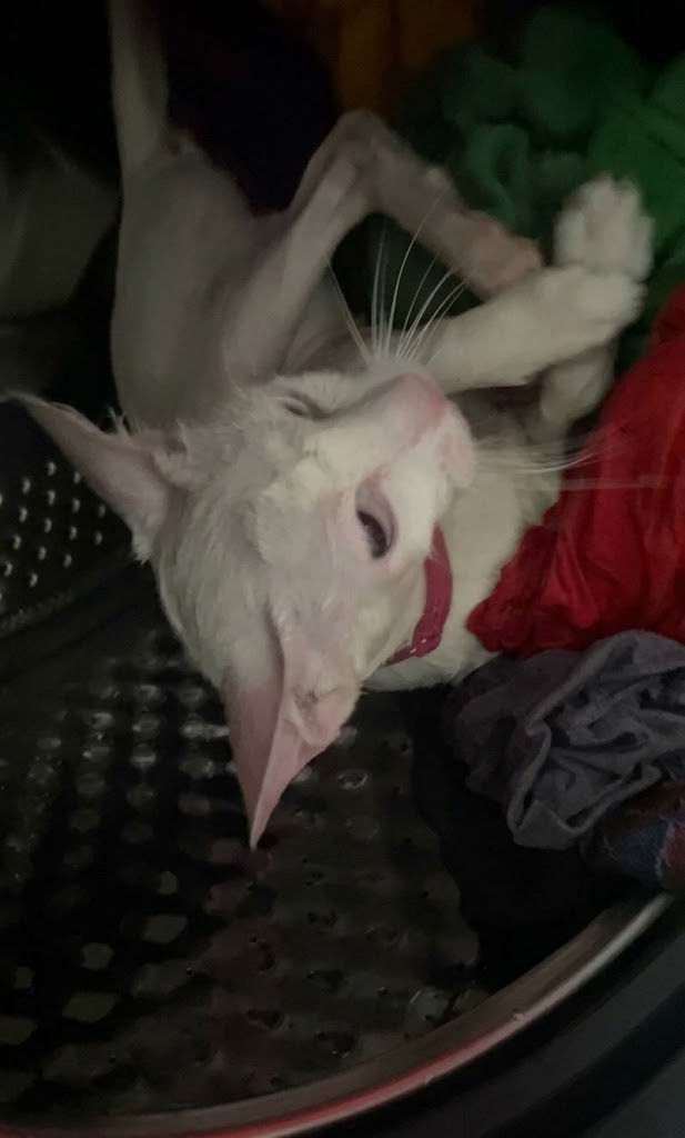 Mulher lava gato na máquina de lavar sem querer e vídeo bate 33 milhões de visualizações
